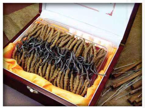 南芬冬虫夏草回收